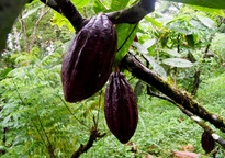 Kĩ thuật nông nghiệp