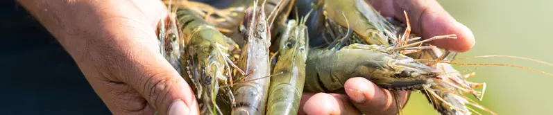 Nhân viên kỹ thuật thủy sản