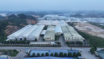 Phó Giám Đốc Nhà Máy
