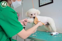 Nhân viên Grooming - Spa cắt tỉa lông thú cưng