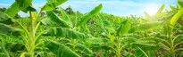 Kế toán nông trường