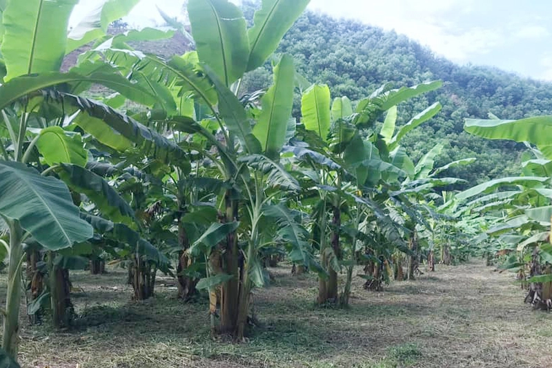 Kỹ Sư Nông Nghiệp – Trồng Trọt